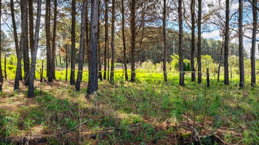 Corpo em estado de decomposição é encontrado no Campo de Santana, em Curitiba