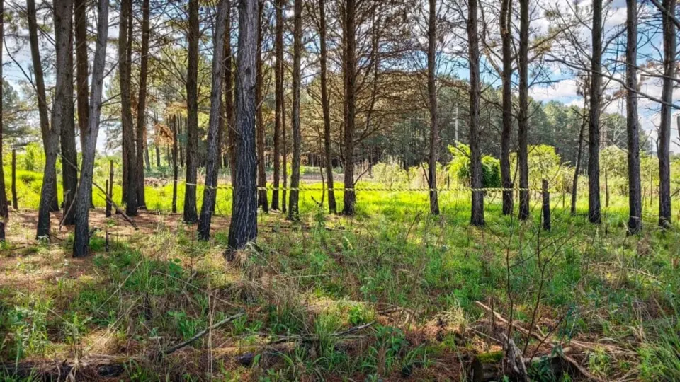 Área arborizada no Campo de Santana onde corpo foi encontrado em Curitiba.