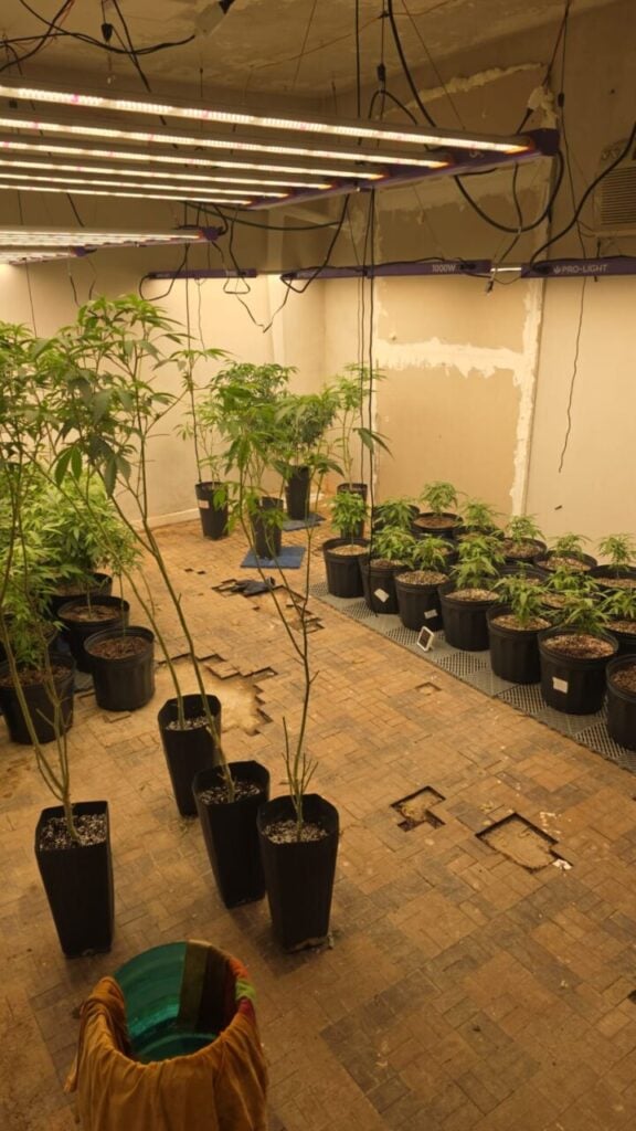 Segunda foto da reportagem: Casa no Água Verde escondia estufa profissional de maconha; três pessoas são levadas à delegacia